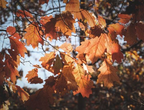 Fall Forward: Strategies for the Season | Wealth Planning Update